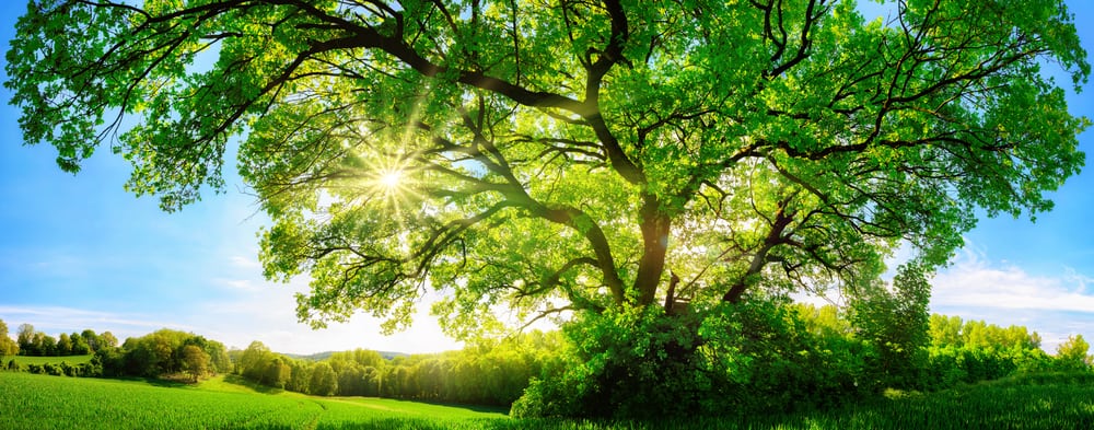 tree in nature with blue sunny sky